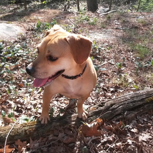 Peanut needs your help! Please offer like & share! - Picture 3 of 8